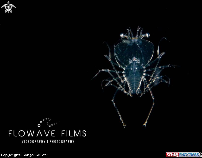 A Larval Slipper Lobster