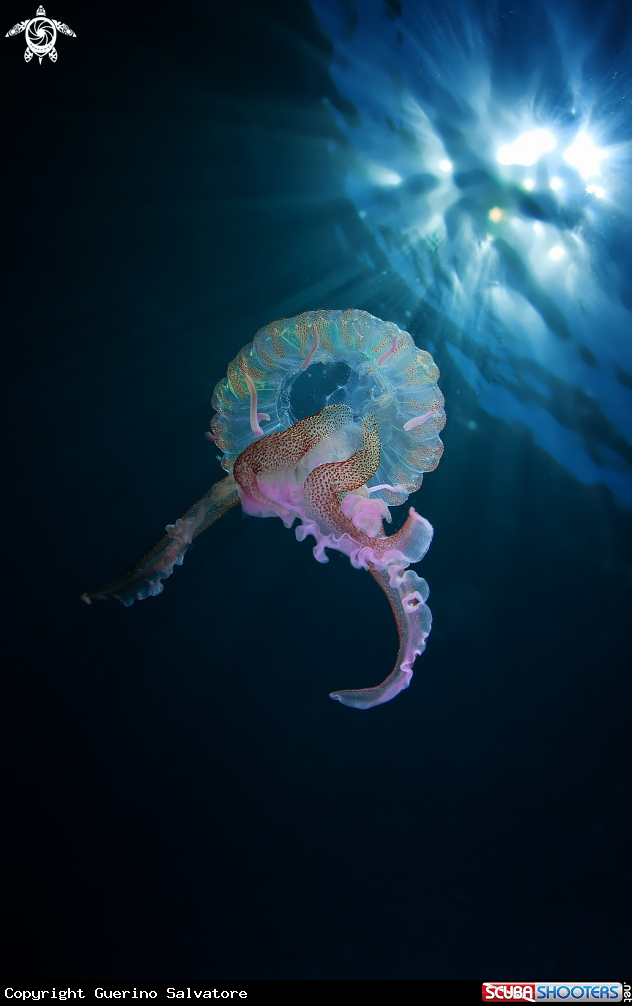 A Pelagia noctiluca