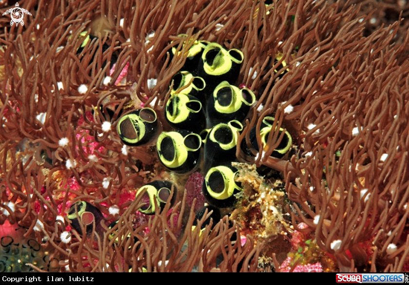 A Tunicates