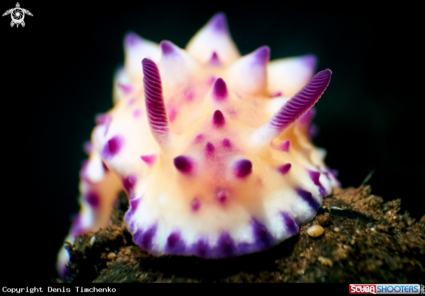 A NUDIBRANCH