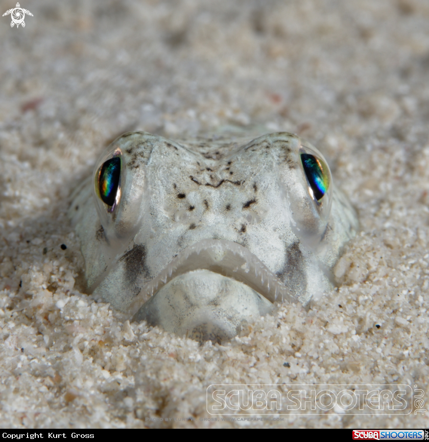 A Painted Lizzard Fish