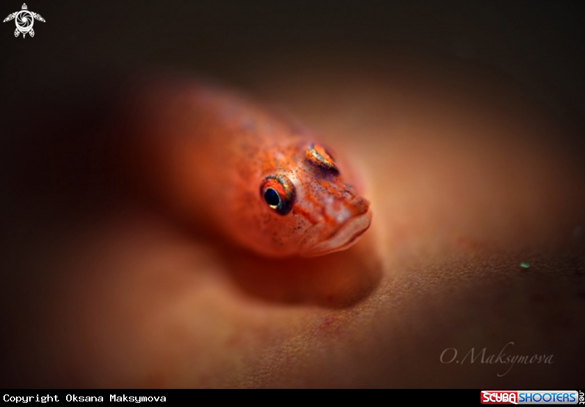 A Barrel-sponge Goby (Pleurosicya labiata)