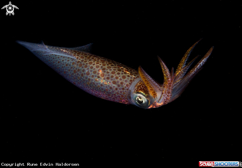 A European common squid