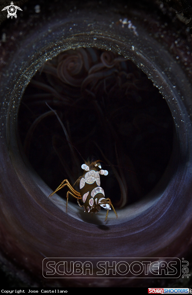 A Sexy shrimp