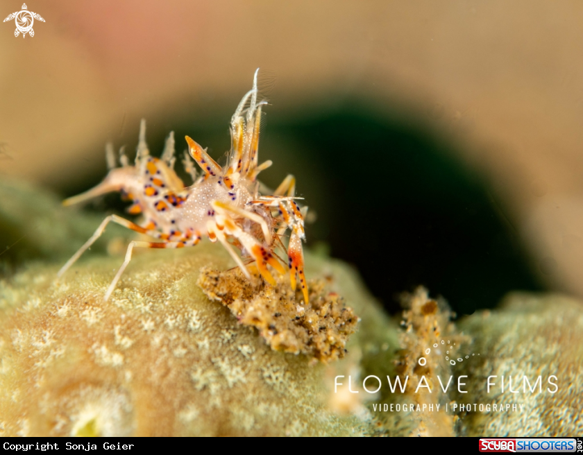 A Spiny Tiger Shrimp