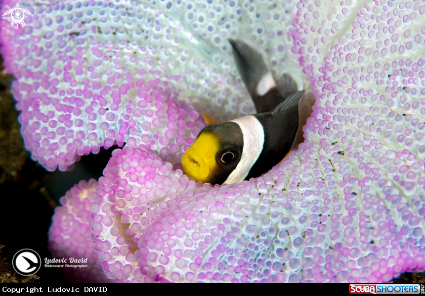 A Saddleback Clownfish