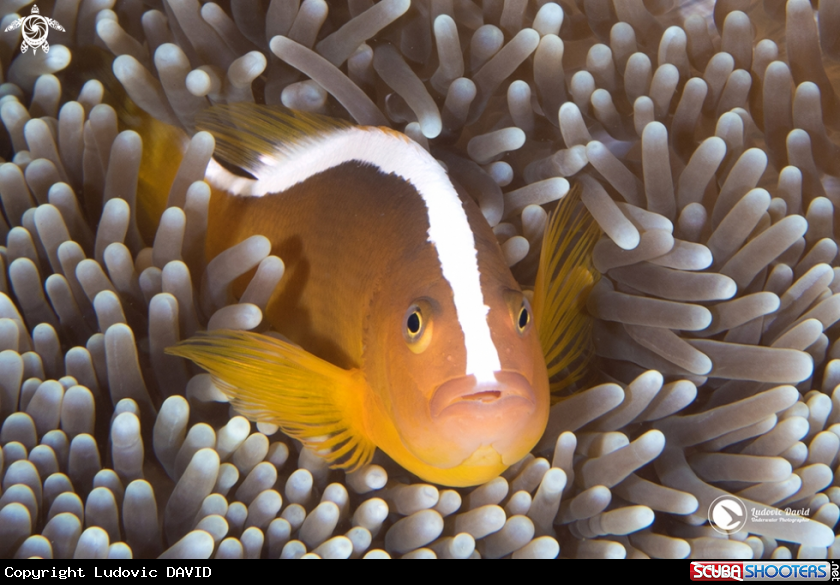 A Orange Skunk Clownfish