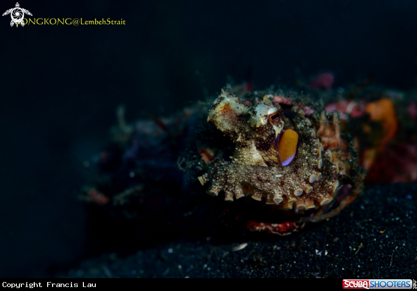 A Coconut Octopus 