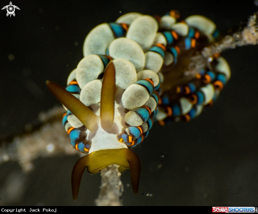 A Trinchesia sp. 41  