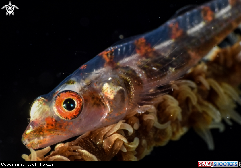 A Whip coral goby