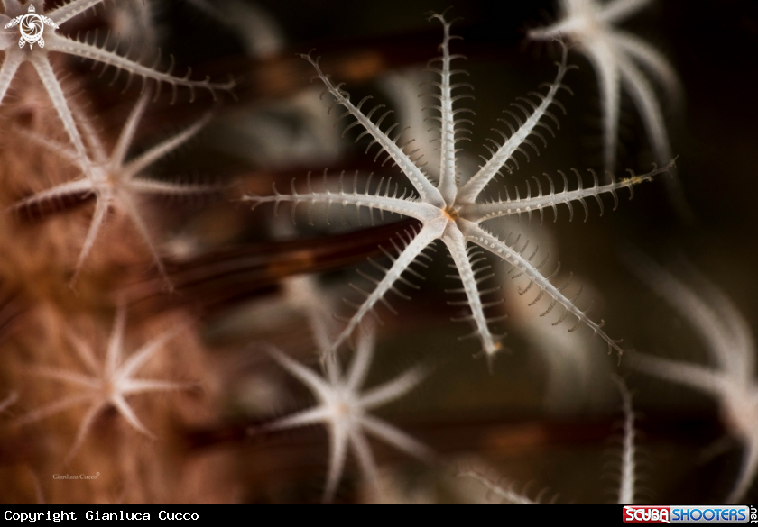 A Flowery sea pen