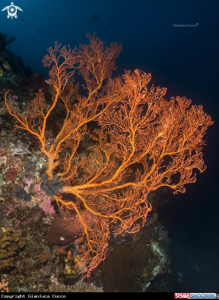 A Sea fan