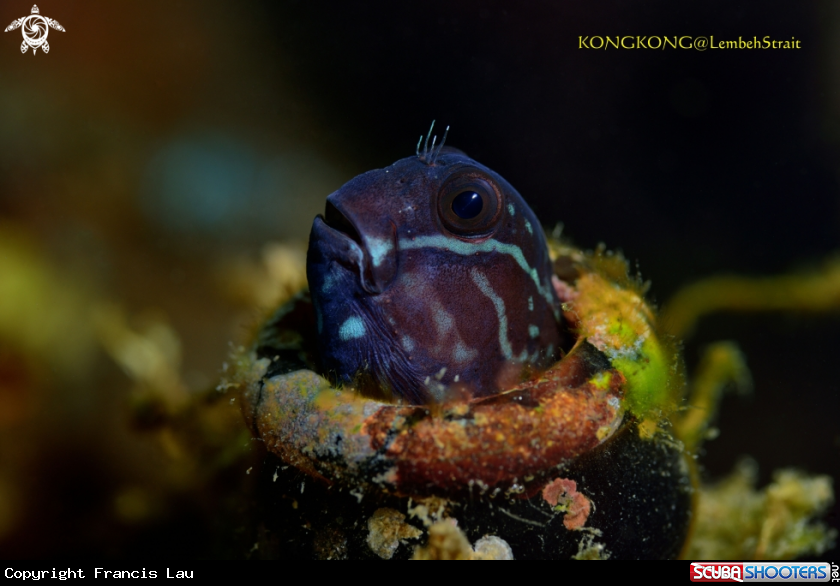 A Black Coralblenny