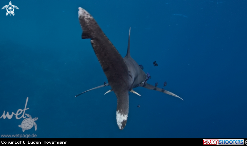 A Longi manus