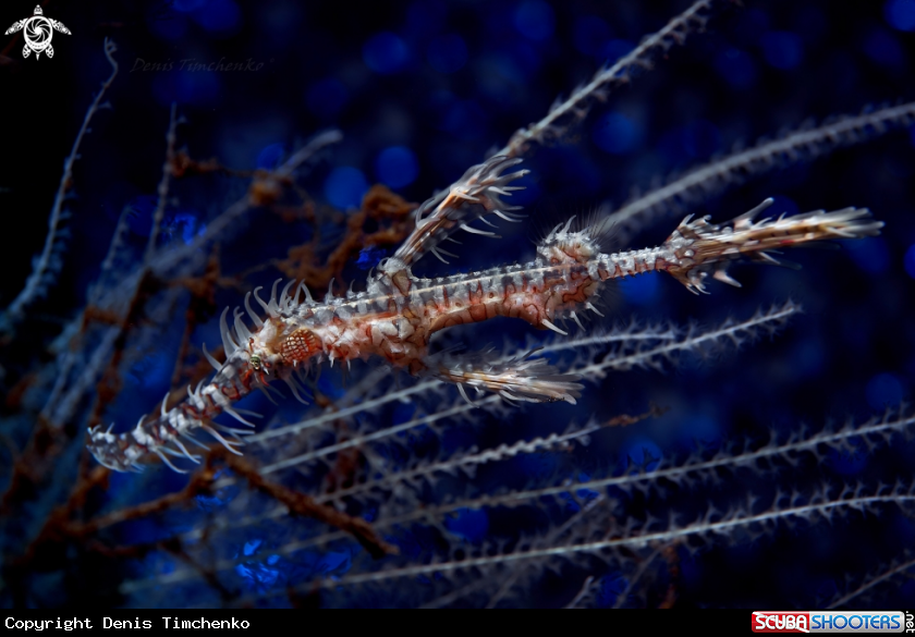 A GHOST PIPEFISH