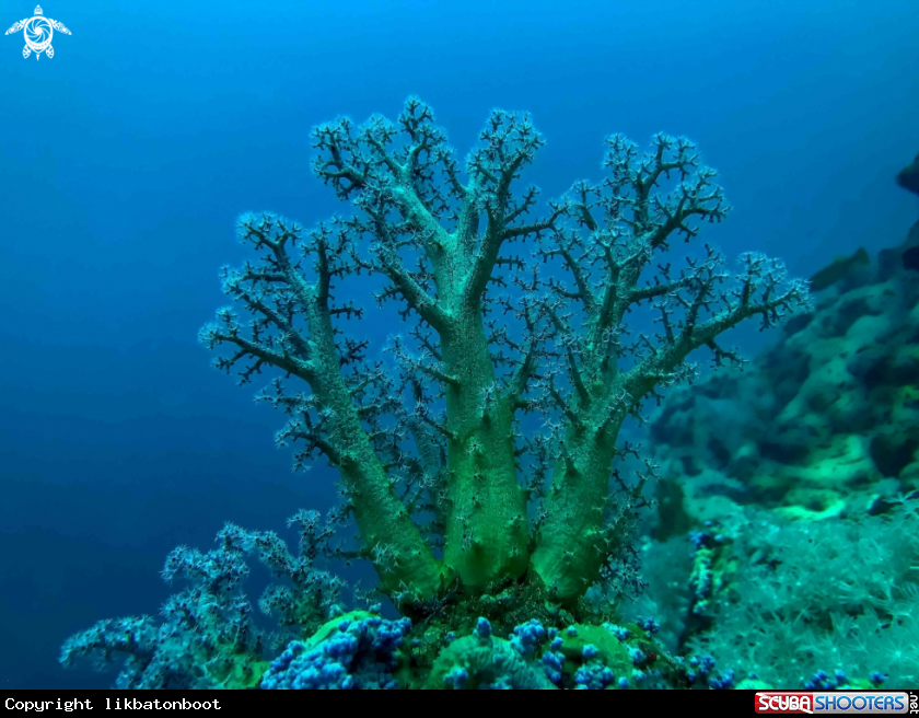 A Dendronephthya