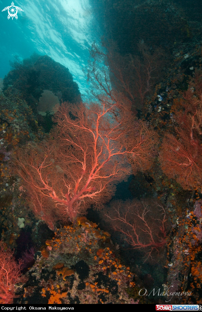 A  Gorgonians and the Colony Flower Tree Coral (Scleronephthya sp.).