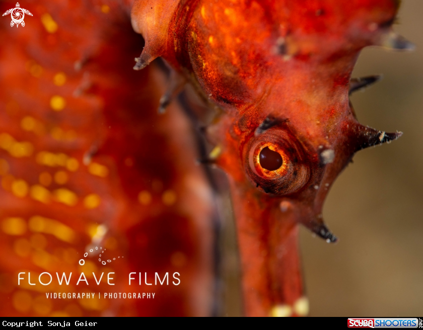 A Thorny Seahorse