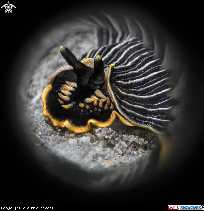 A Armina sp. (possibly Armina cf. comta) 