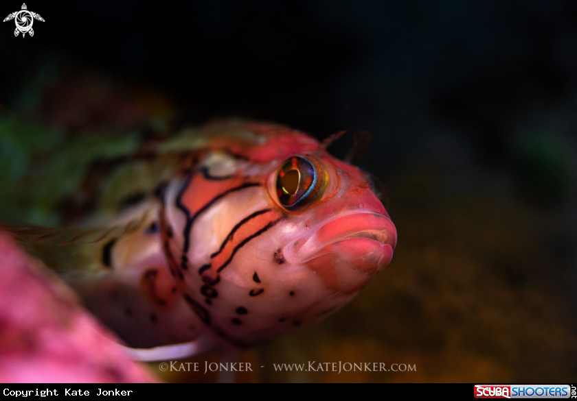 A Speckled Klipfish