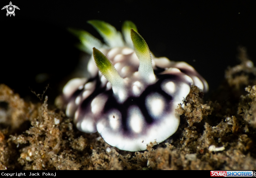 A Goniobranchus geometricus