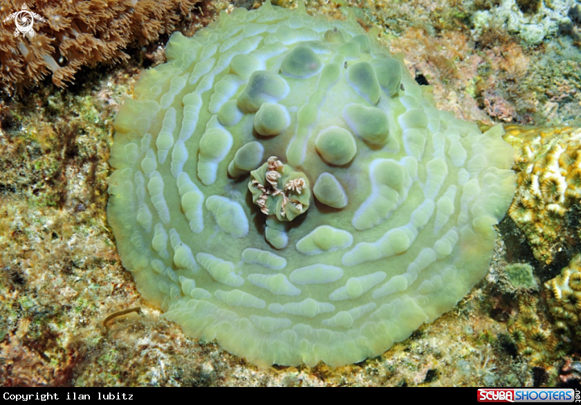 A nudibranch