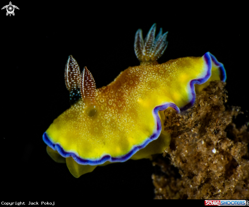 A Goniobranchus albopunctatus