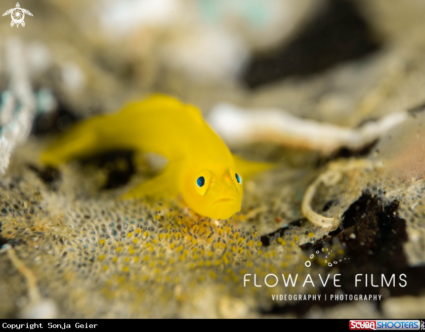 A Ornate Goby