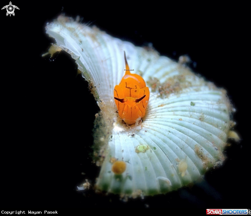 A Siphopteron 
