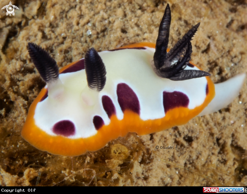 A Goniobranchus