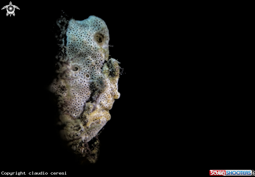 A frogfish