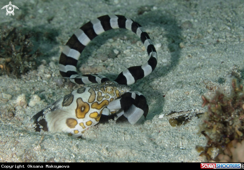 A Napoleon snake eel caught harlequin snake eel 