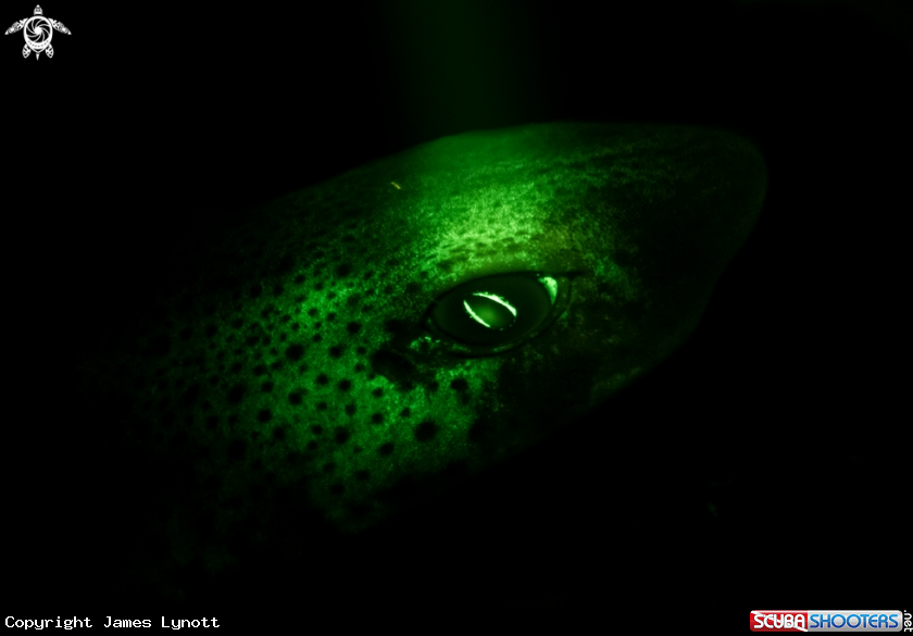 A Small-spotted Catshark