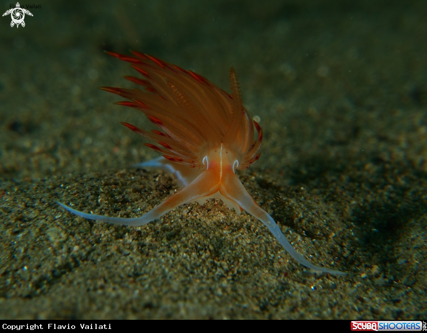 A underwater creature