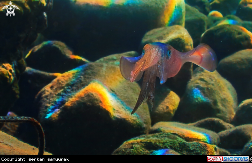 A cuttlefish