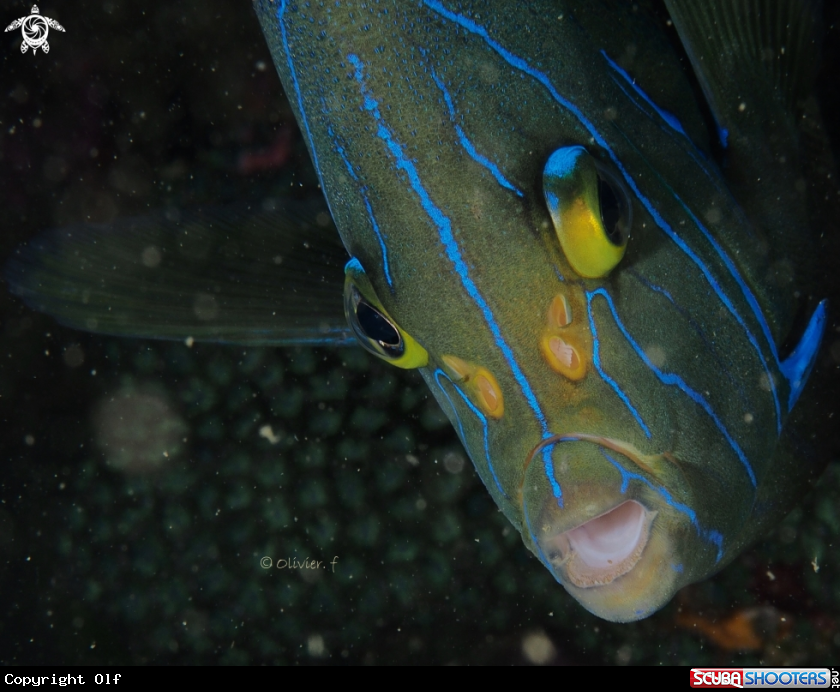 A Semicircle angelfish 