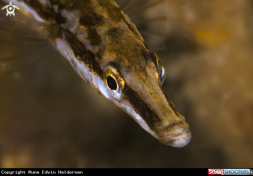 A Fifteen spiced stickleback