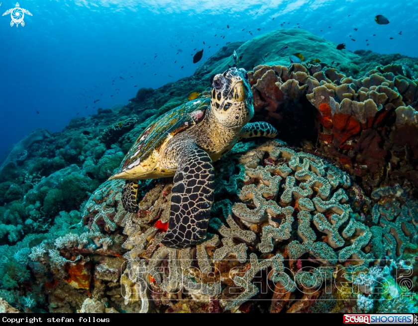 A Hawksbill Turtle 