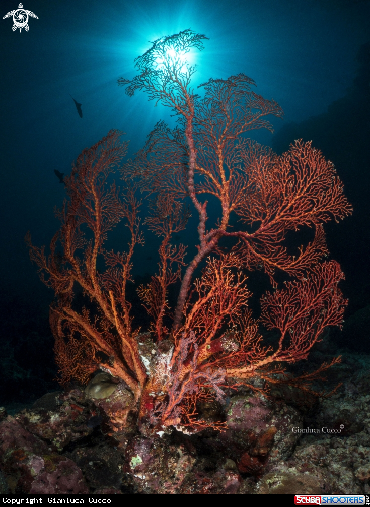 A Sea fan,Gorgonia