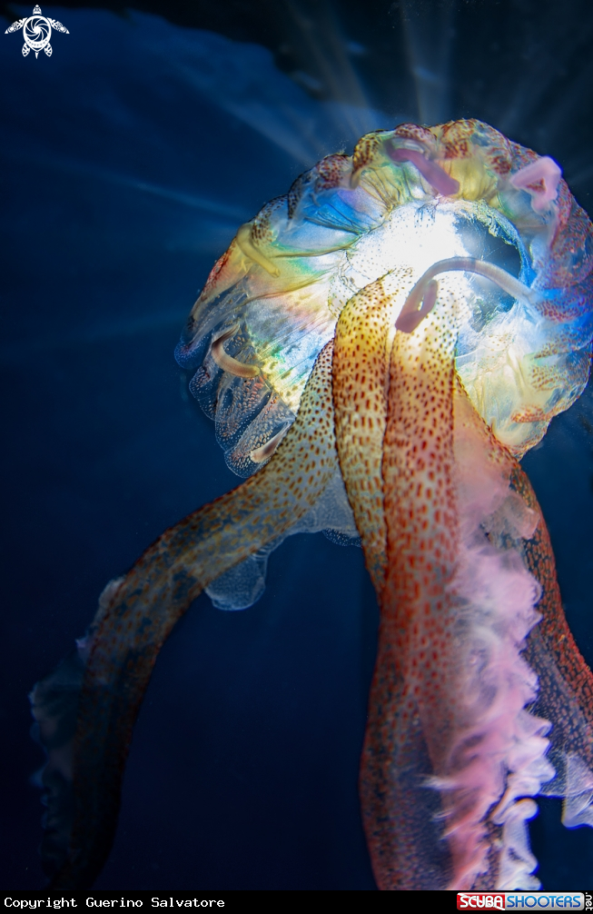 A jellyfish
