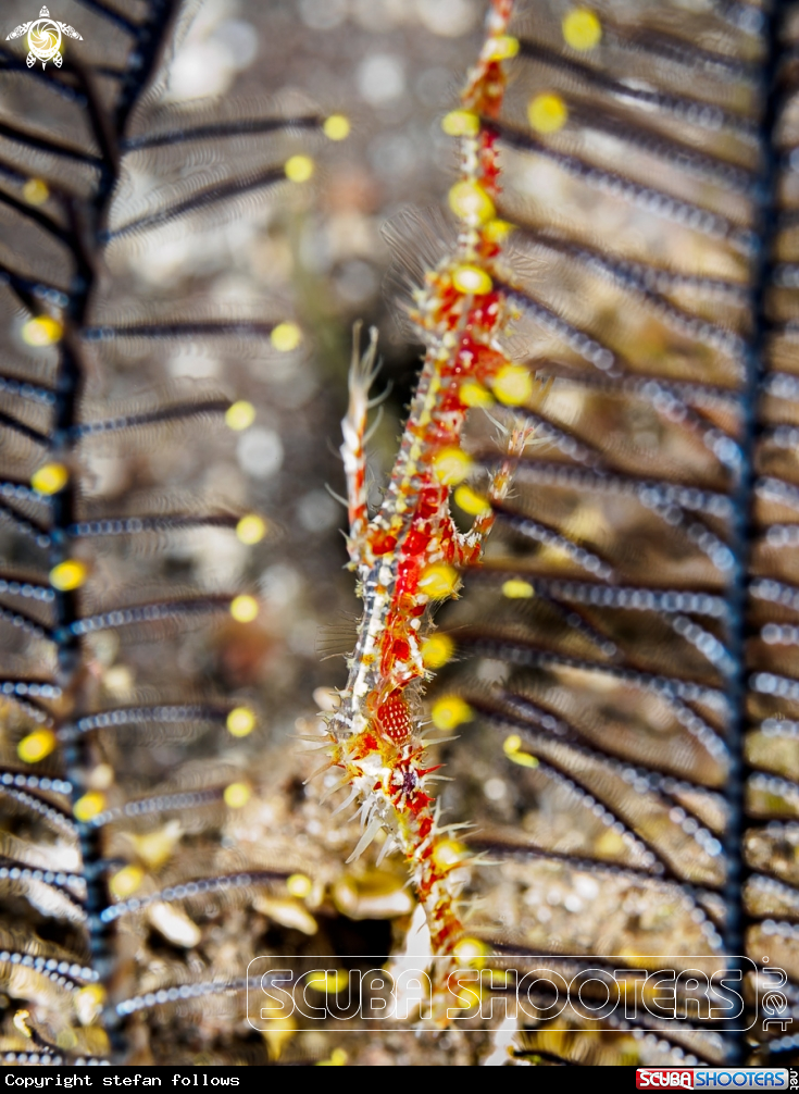 A Ornate Ghost Pipefish