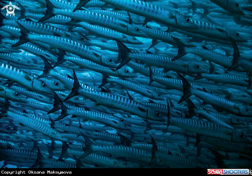A School of Barracuda