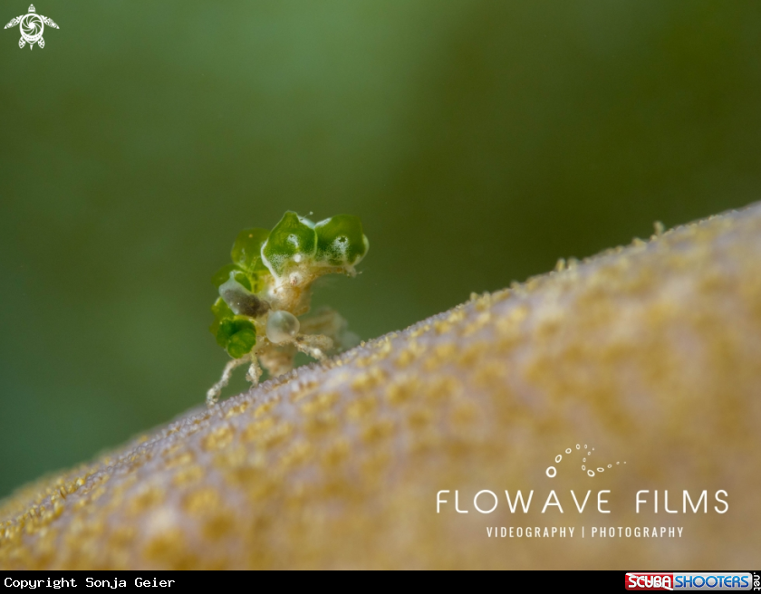 A Juvenile Decorator Crab