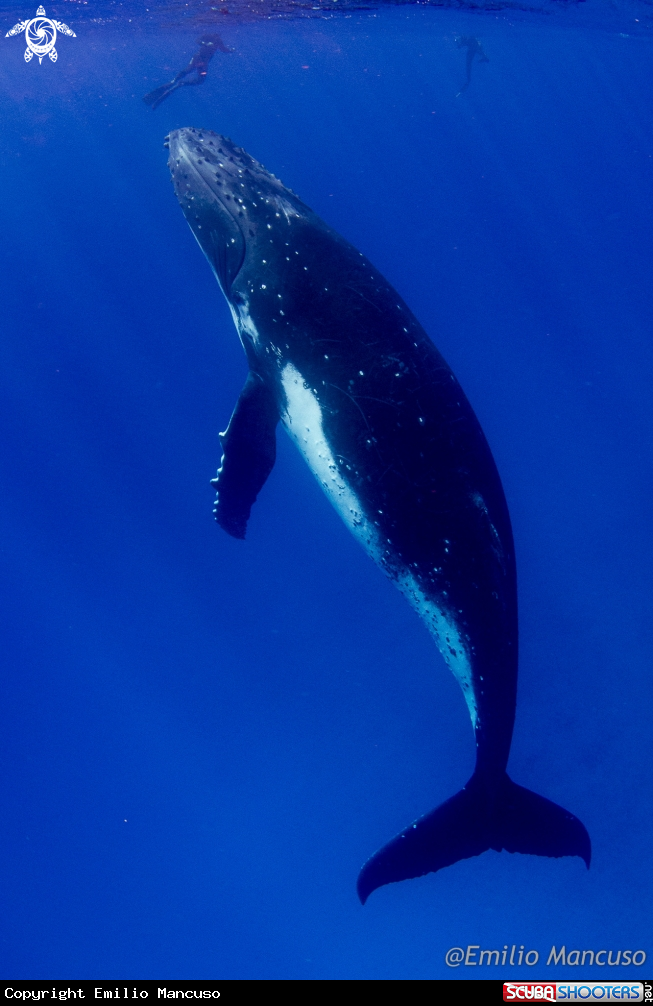 A Humpback whale