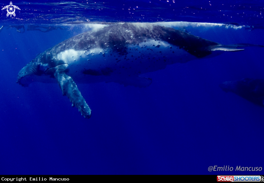 A Humpback whale