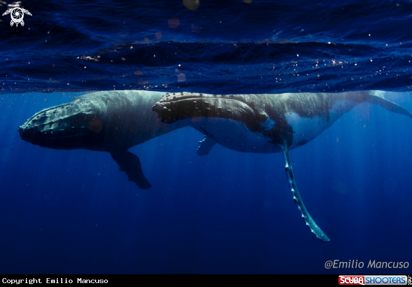 A Humpback whale