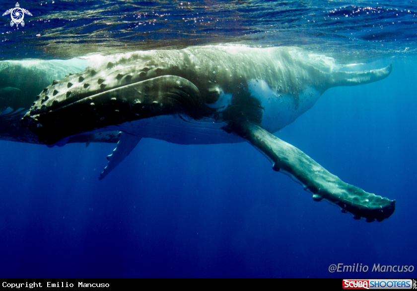 A Humpback whale