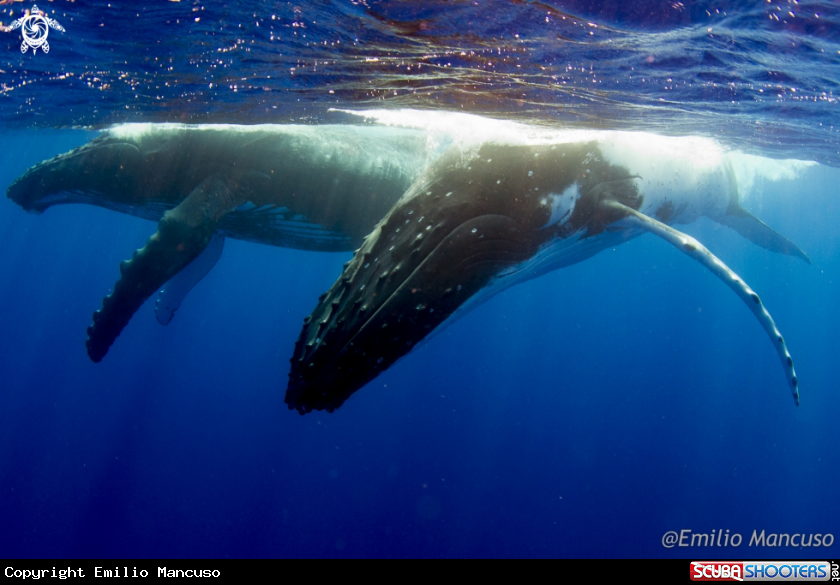 A Humpback whale