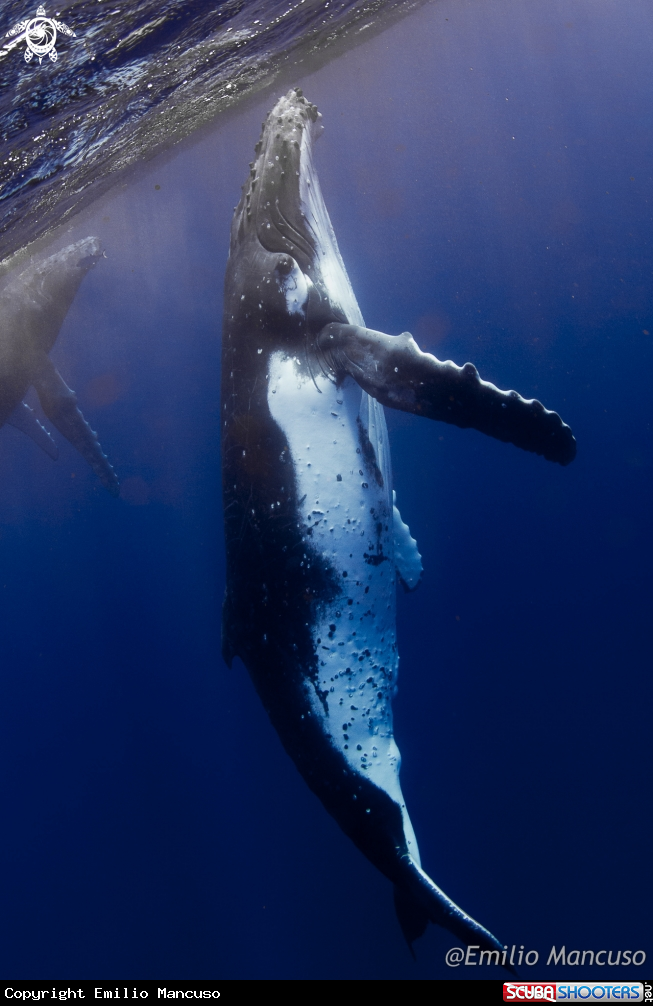 A Humpback whale