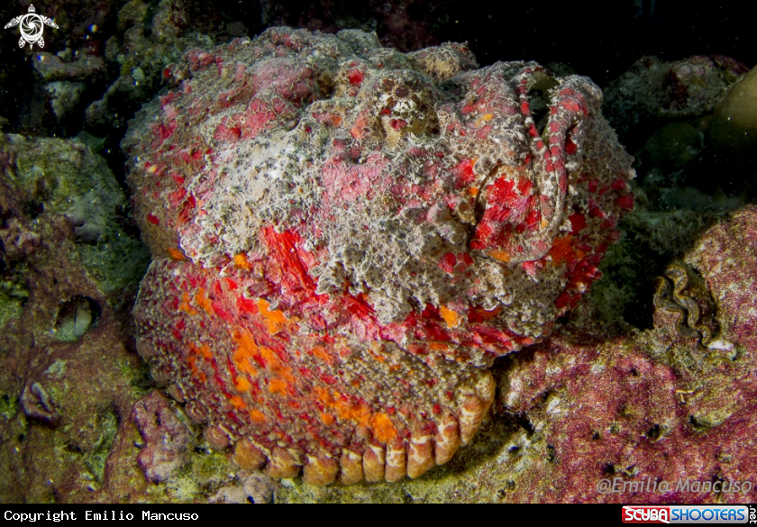A Stonefish